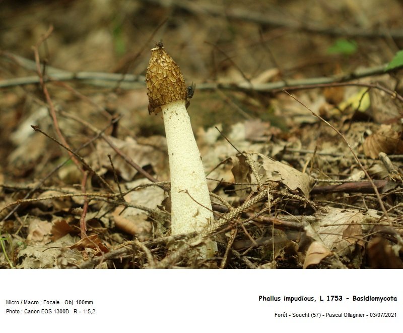 phallus_impudicus_l_1753_-_basidiomycota.jpg