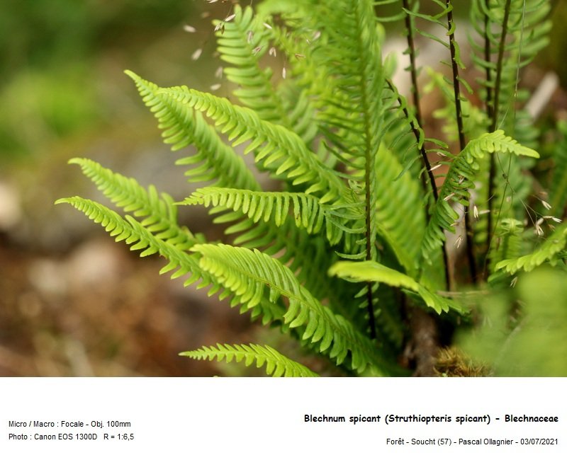 blechnum_spicant_struthiopteris_spicant_-_blechnaceae 02.jpg