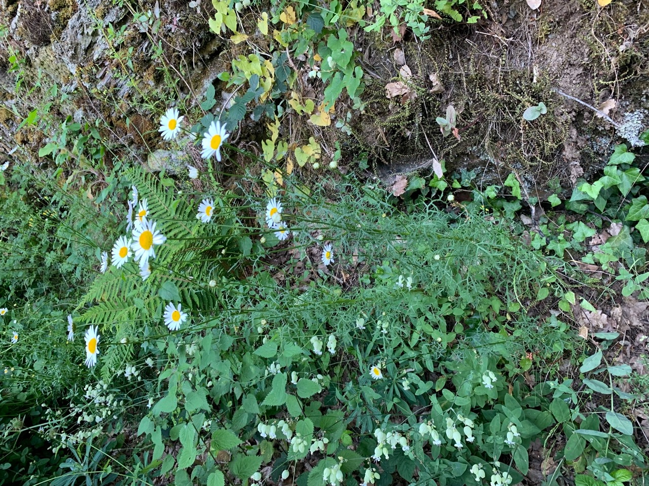 Leucanthemum delarbrei 3 .jpg