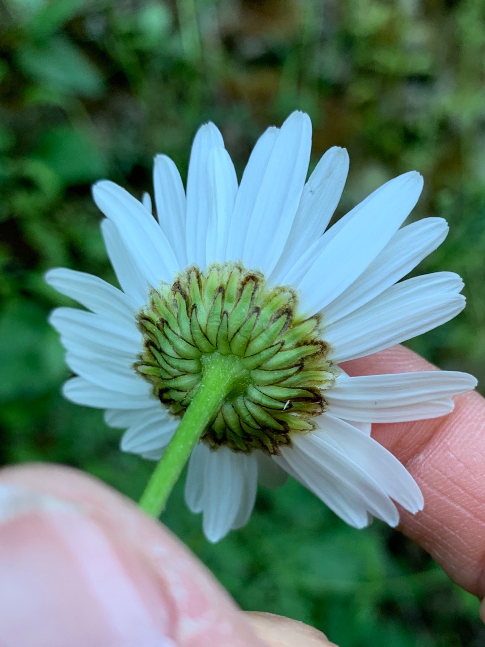 Leucanthemum delarbrei 3.jpg