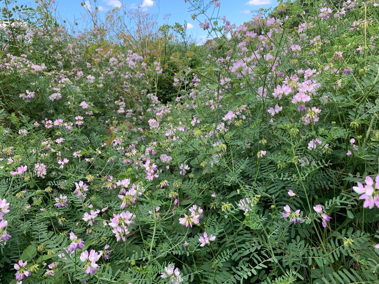 Coronilla varia (1).jpg