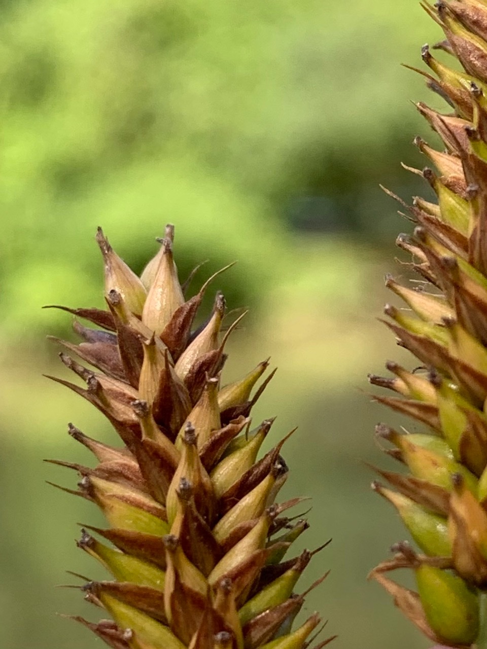 Carex riparia (1).jpg