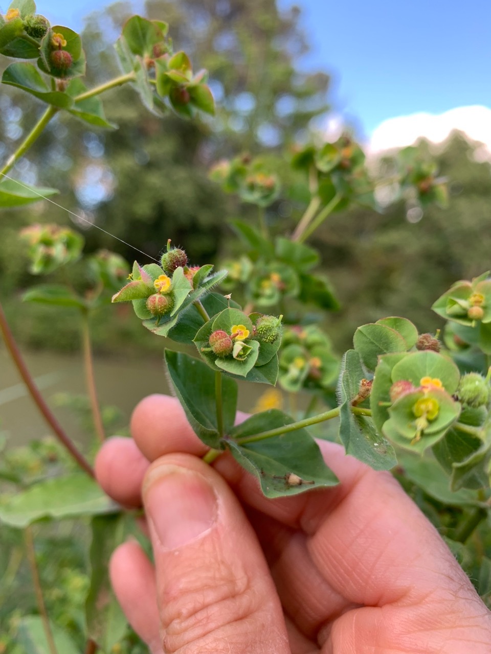 Euphorbia hirsuta (1).jpg