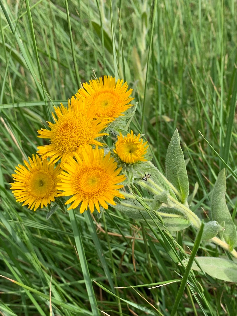 Inula helenioides (2).jpg