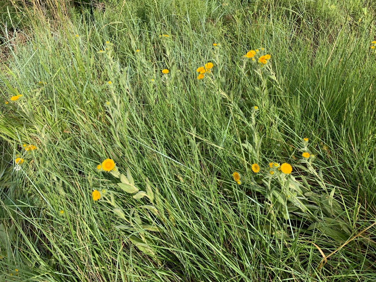 Inula helenioides 1.jpg