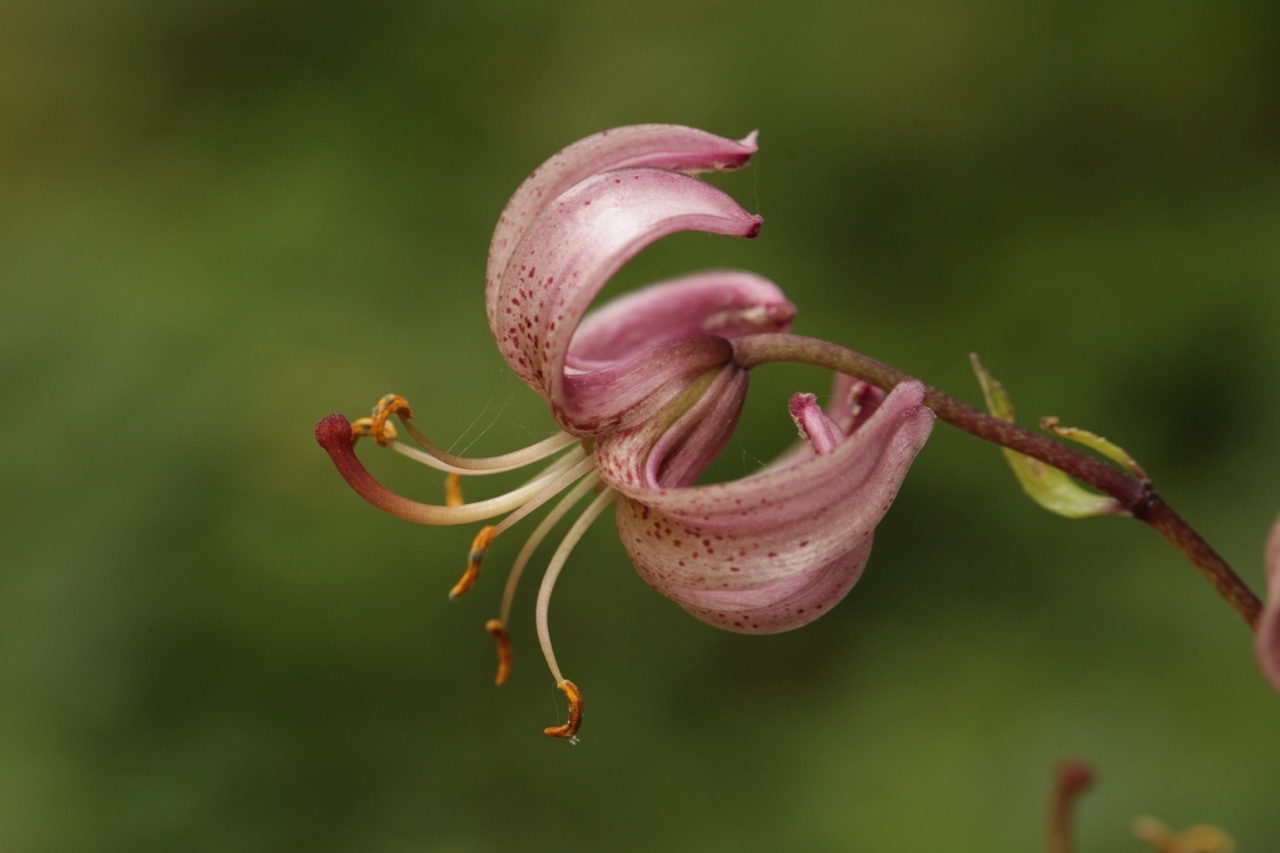 Lilium martagon