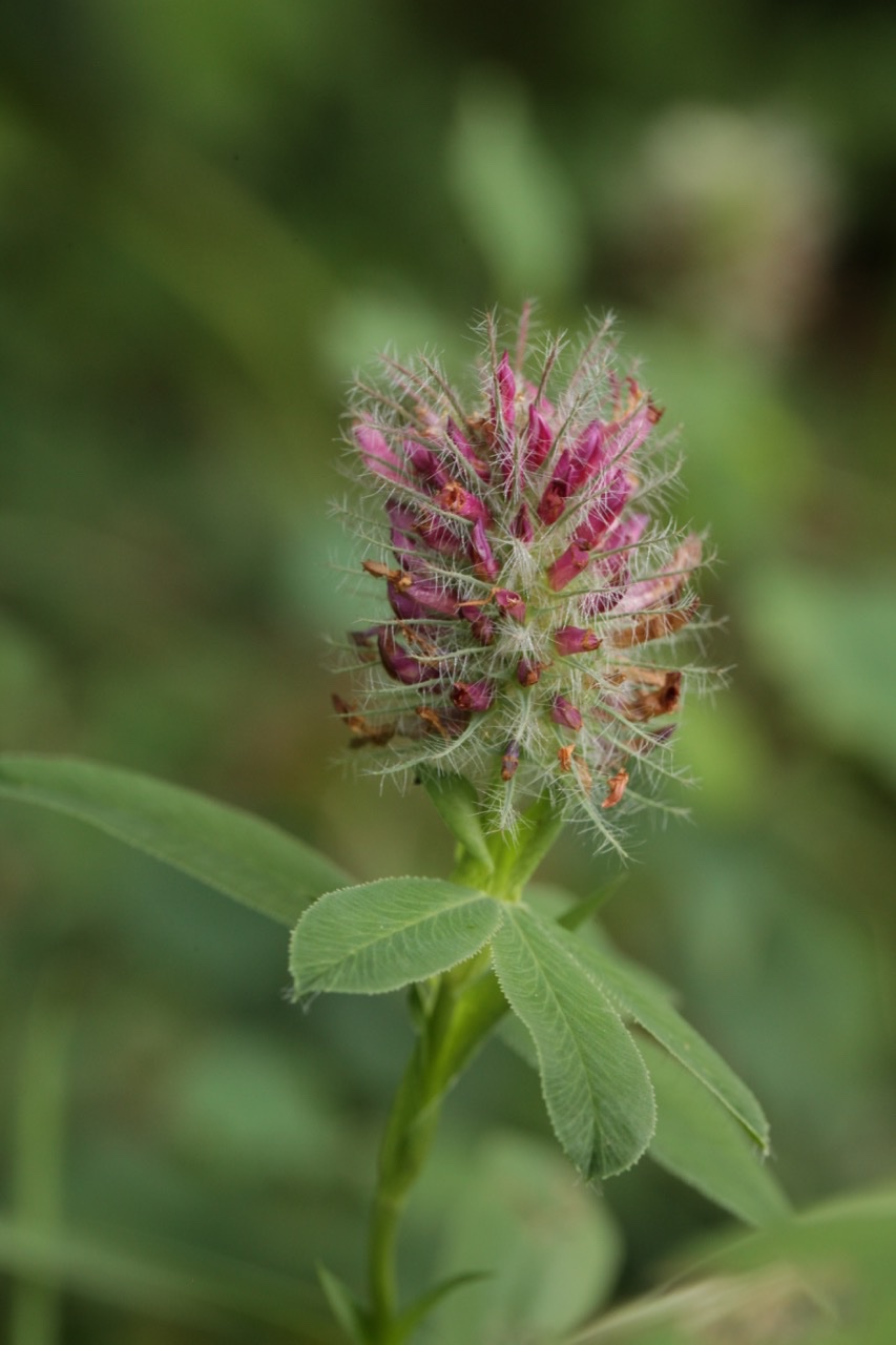 Trifolium alpestre