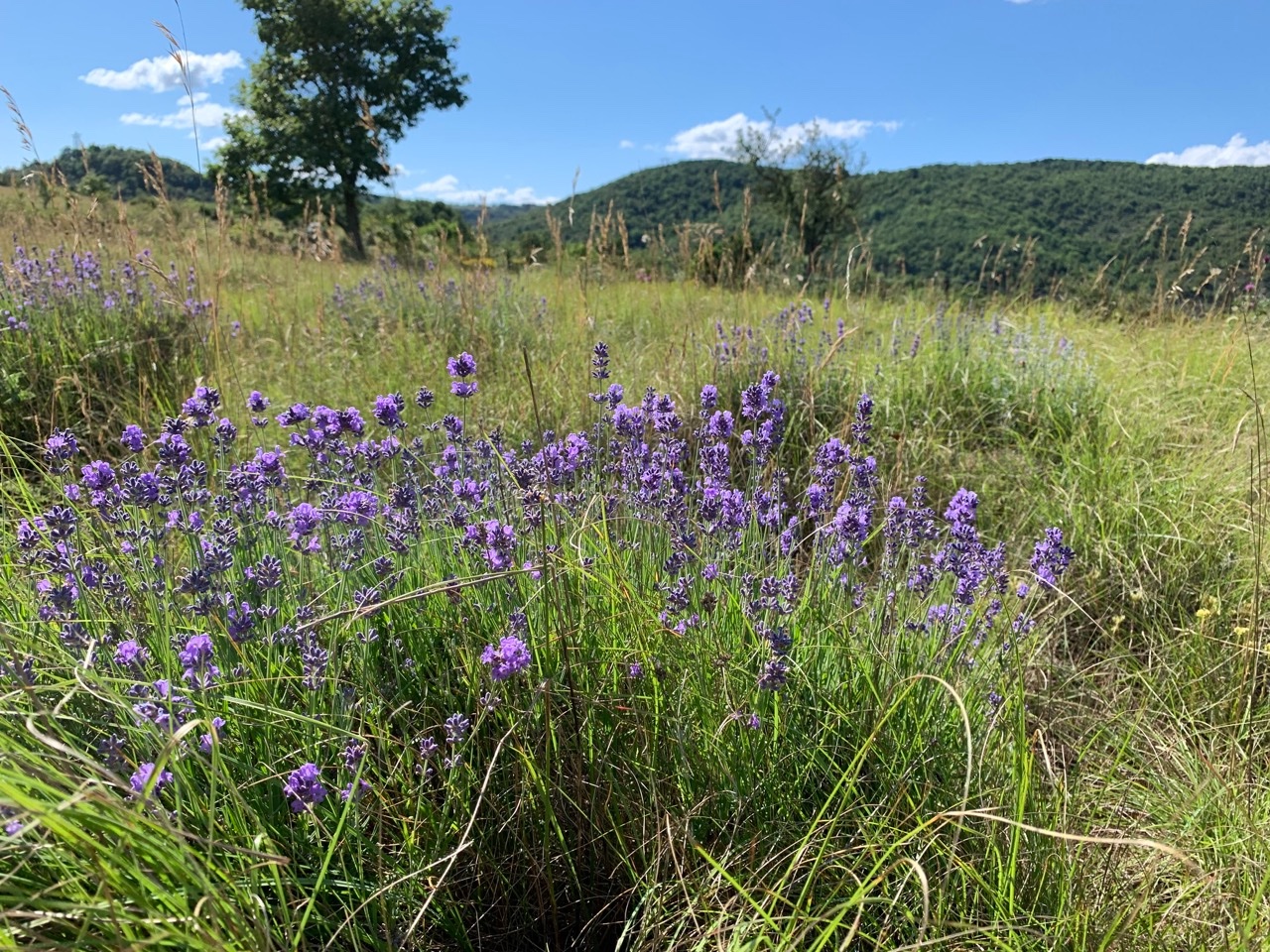 Lavandula latifolia