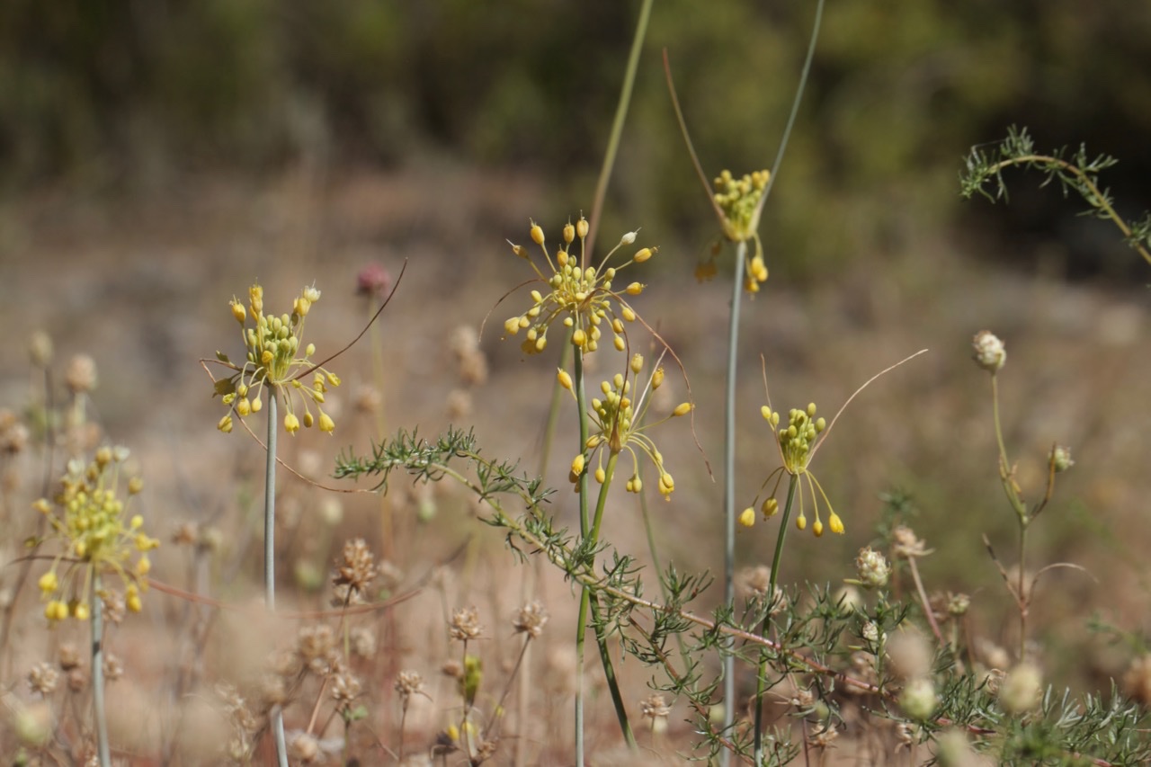 Allium flavum