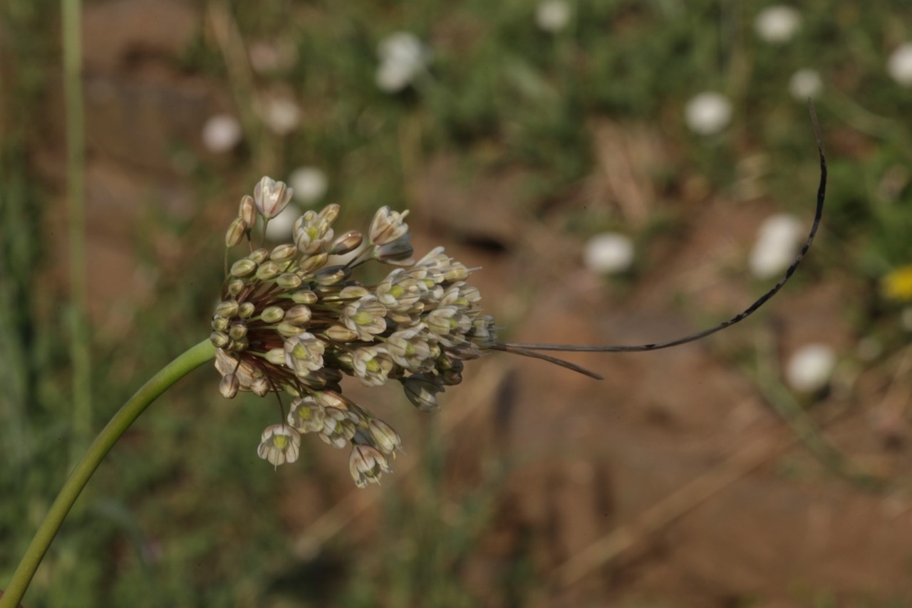 Allium longispathum