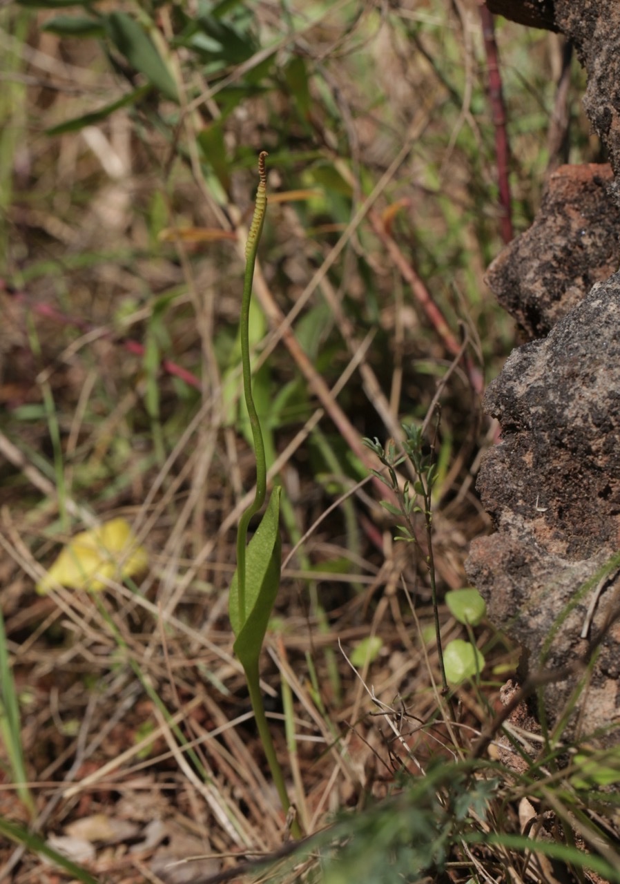 Ophioglossum vulgatum