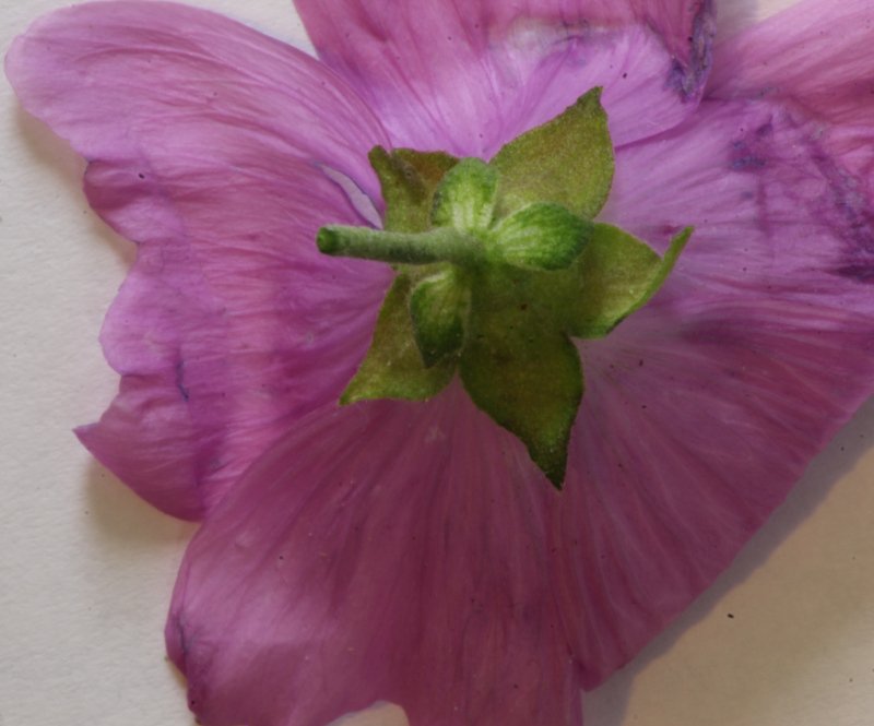 Malva alcea - Calicule - réduit.JPG