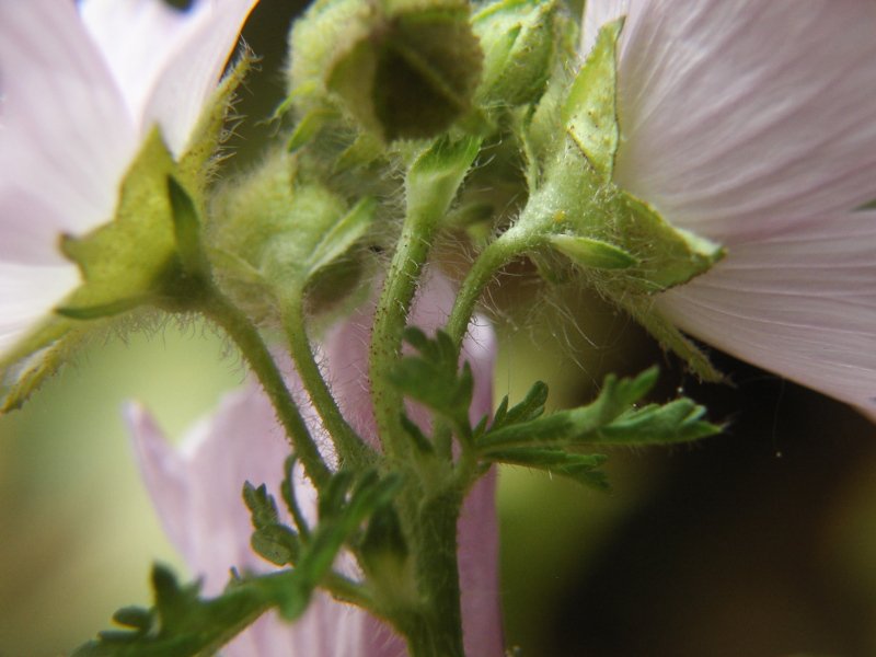 Malva moschata - calicule - réduit.jpg