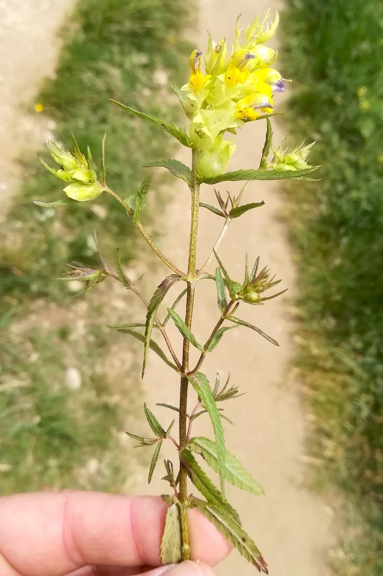 rhinanthus glacialis rax bergstation - otto-haus_20190705_134540.jpg