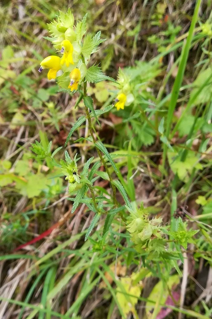 rhinanthus glacialis kalte rinne breitenstein semmering_20190806_125721.jpg