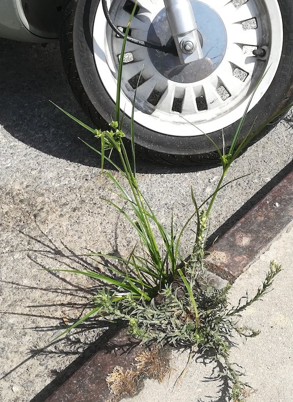 cyperus cf. eragrostis vado ligure W genua riviera mediterran italien 20210802_112741.jpg