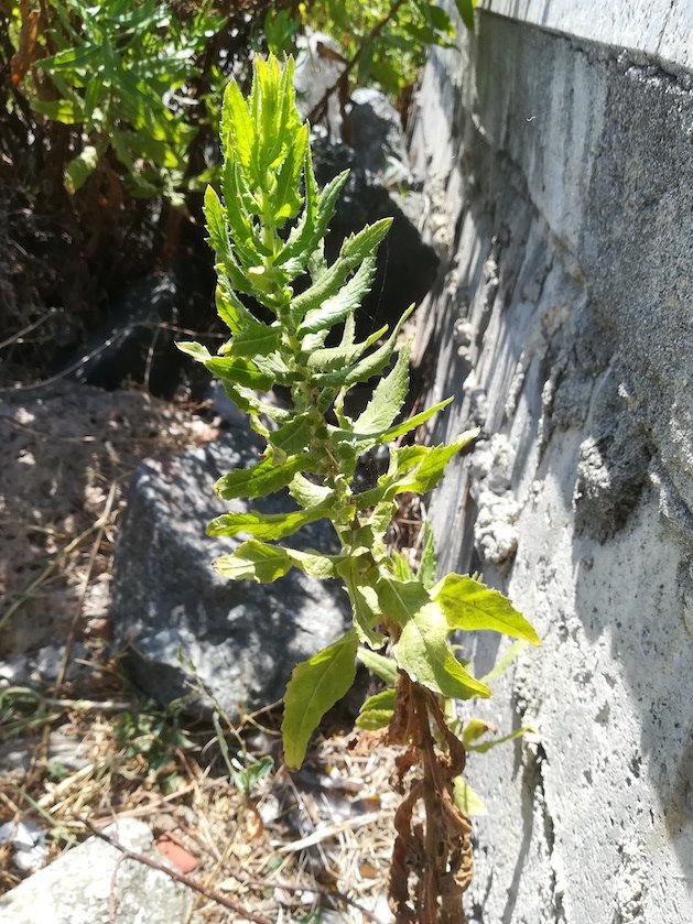 cf. dittrichia graveolens vado ligure W genua riviera mediterran italien 20210802_123014.jpg