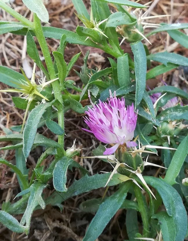 centaurea cf. calcitrapa vado ligure W genua riviera mediterran italien 20210802_130346.jpg