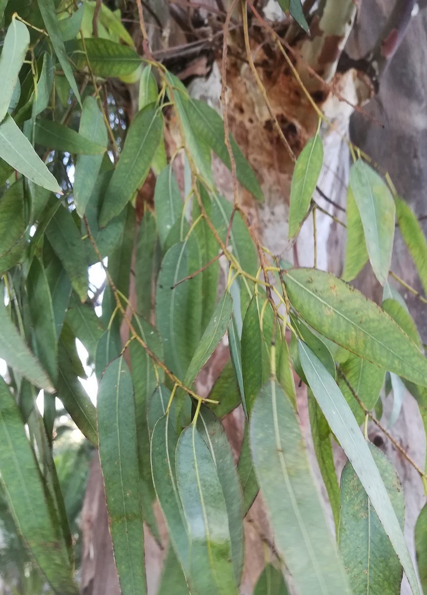 eucalyptus cf. globulus kult. villefranche-sur-mer riviera seealpen mediterran frankreich 20210802_195913.jpg