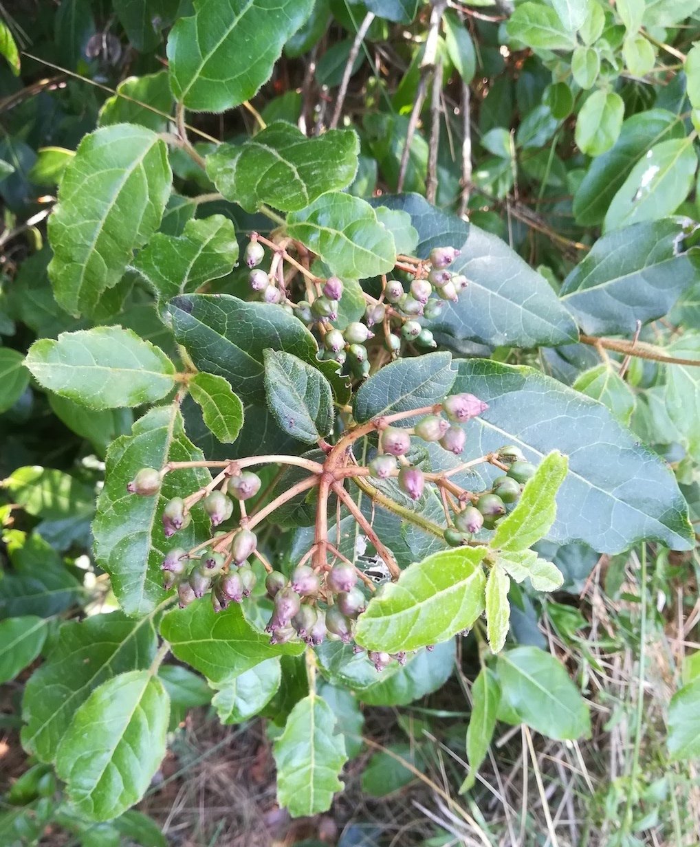 viburnum tinus mont leuze villefranche-sur-mer riviera seealpen mediterran frankreich 20210803_122622.jpg