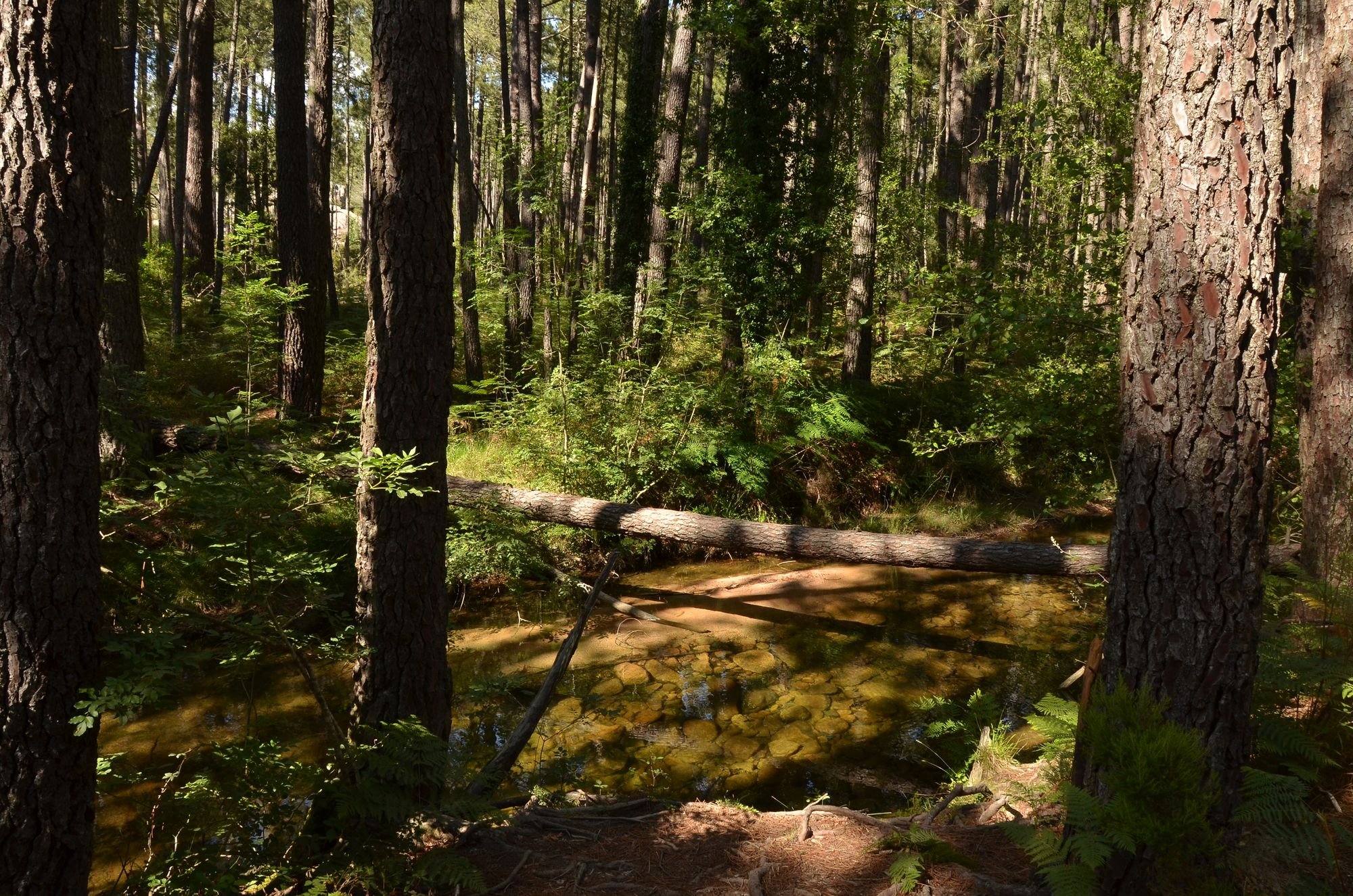 forêt de l'Ospedale.JPG