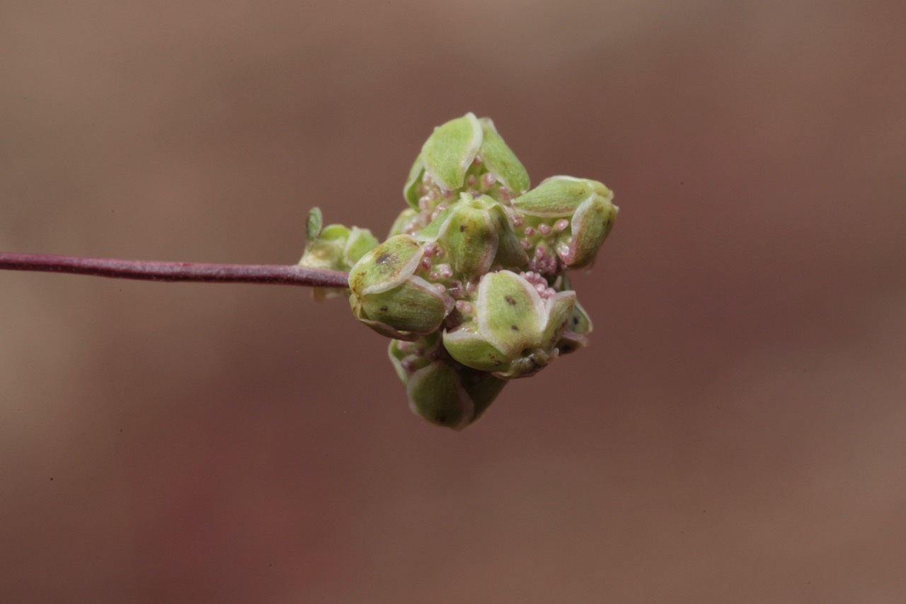 Poterium verrucosum