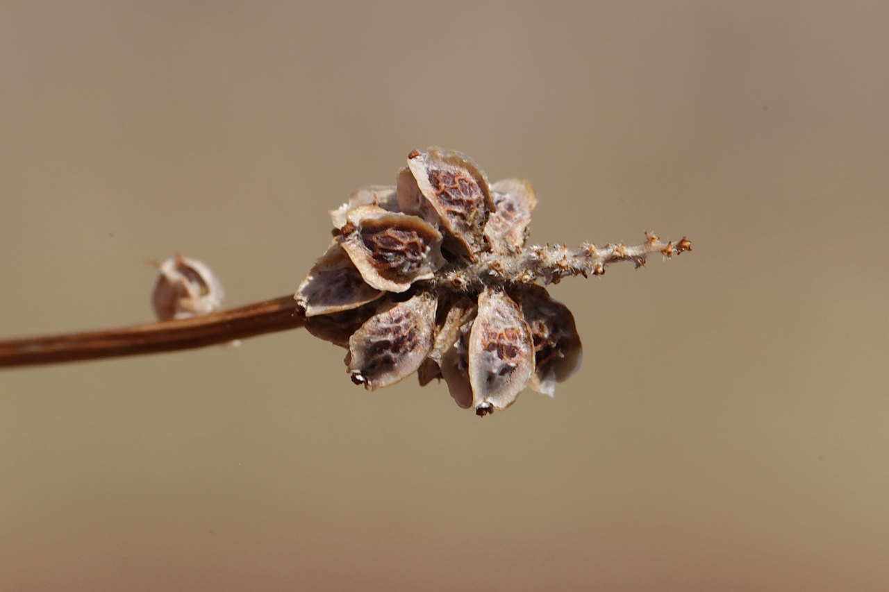 Poterium sanguisorba subsp. balearica