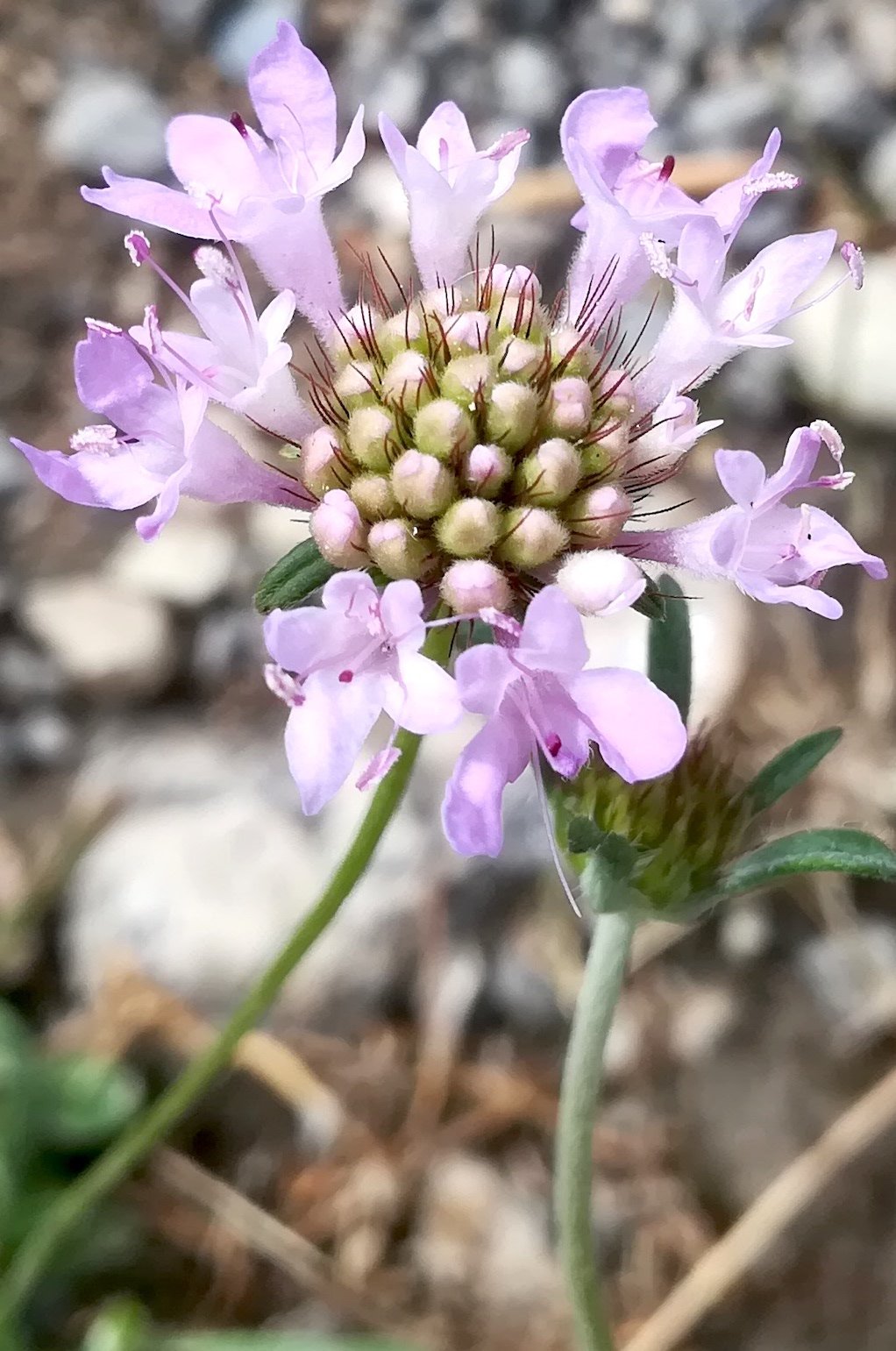 scabiosa cf. columbaria mont d'aspremont nizza riviera seealpen mediterran frankreich_20210805_113337.jpg