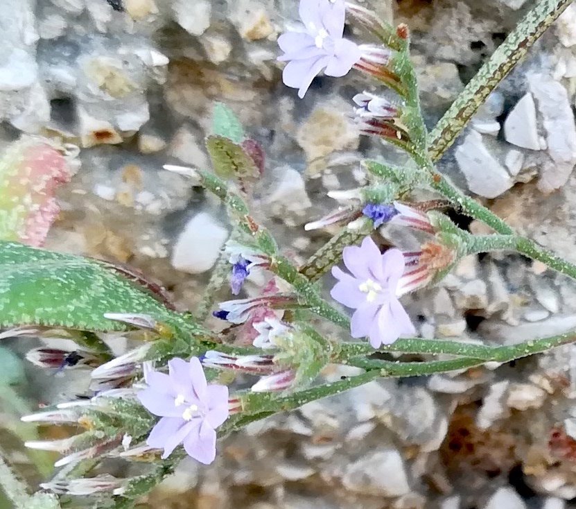 limonium sp. meerweg unterhalb mont boron nizza riviera seealpen mediterran frankreich 20210805_134336.jpg