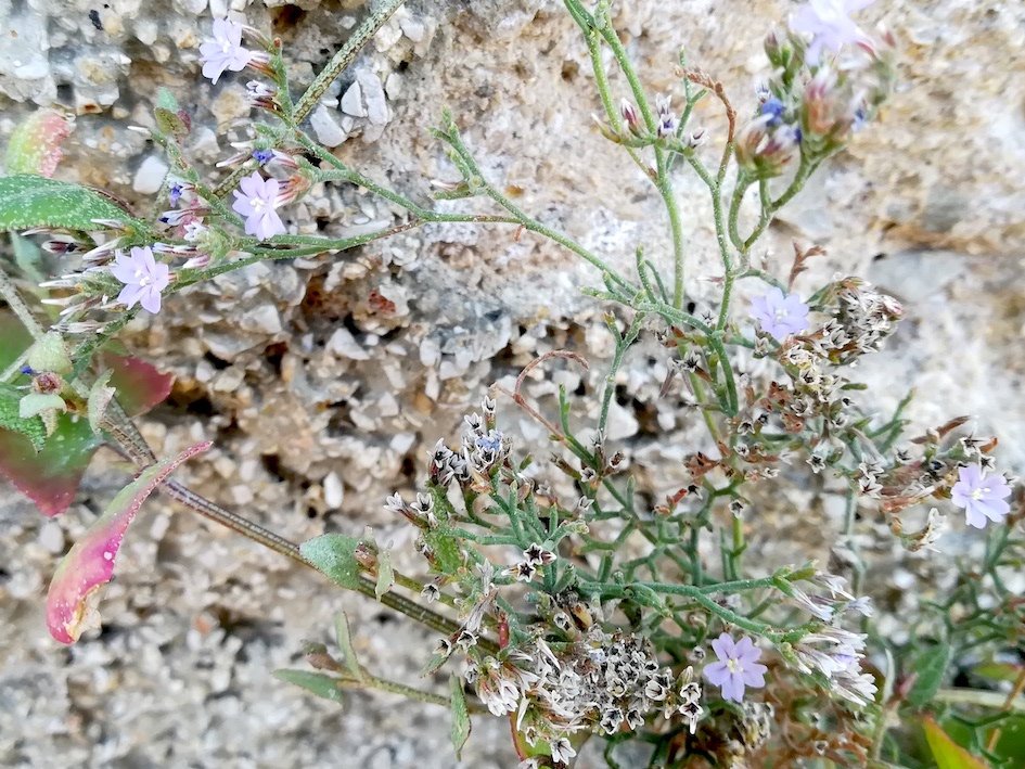 limonium sp. meerweg unterhalb mont boron nizza riviera seealpen mediterran frankreich 2 20210805_134336.jpg