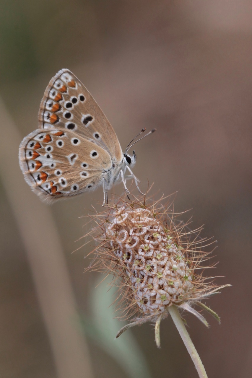 Scabiosa atropurpurea