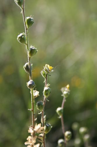 IMG_109.JPG