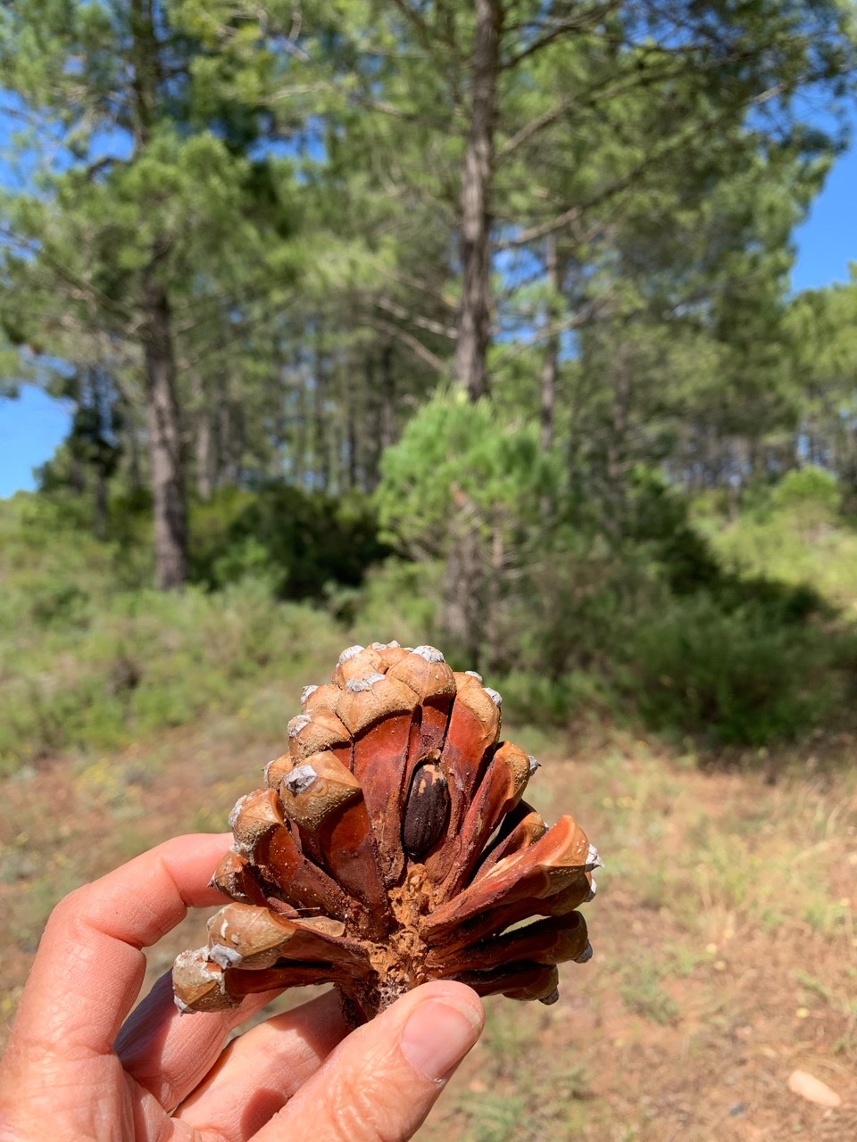 Pinus pinea.jpg
