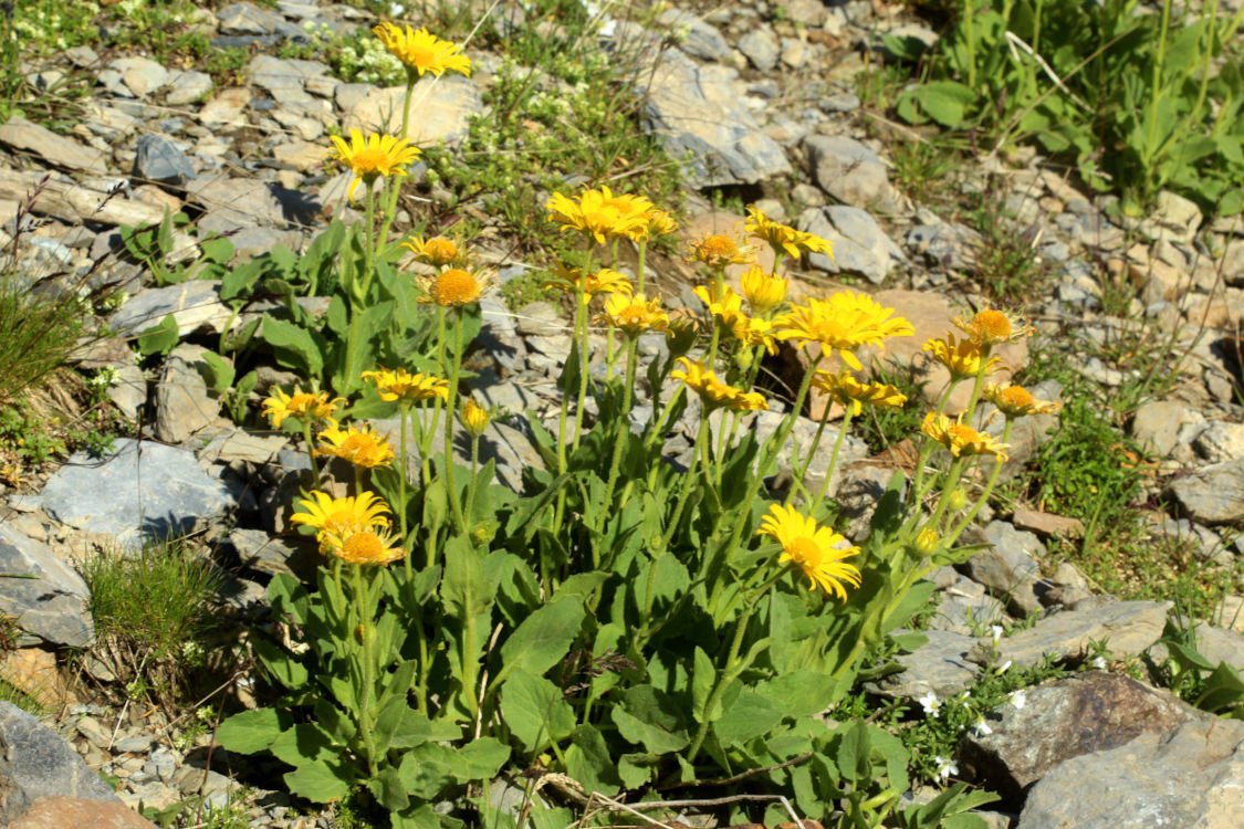 Doronicum grandiflorum_IMG_5678.JPG