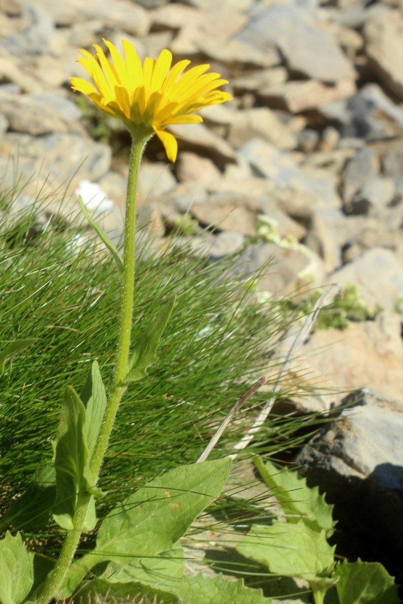 Doronicum grandiflorum_IMG_5681.JPG