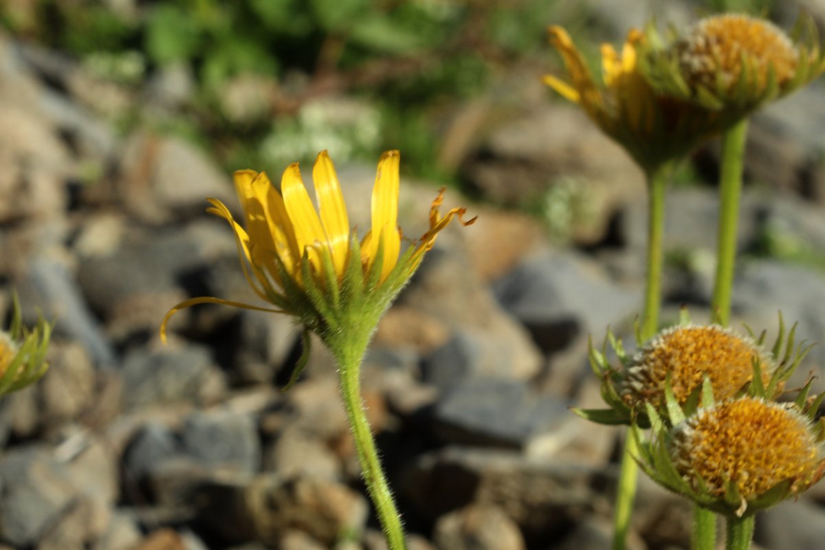 Doronicum grandiflorum_IMG_5682.JPG