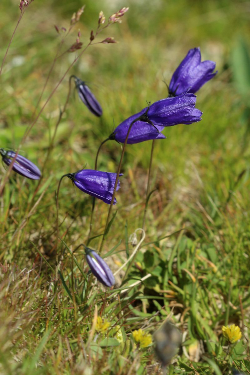 Campanula rotundifolia ou C. scheuchzeri_IMG_5685.JPG