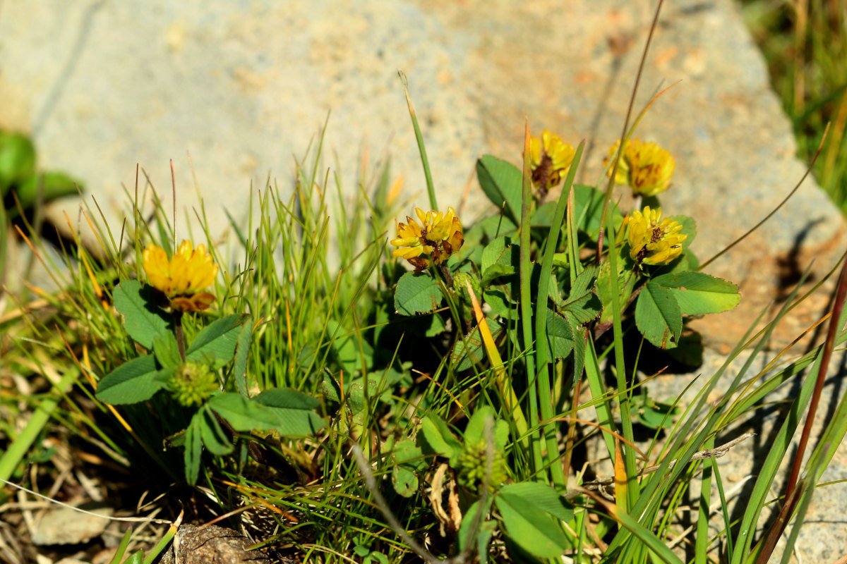 Trifolium badium_IMG_5688.JPG