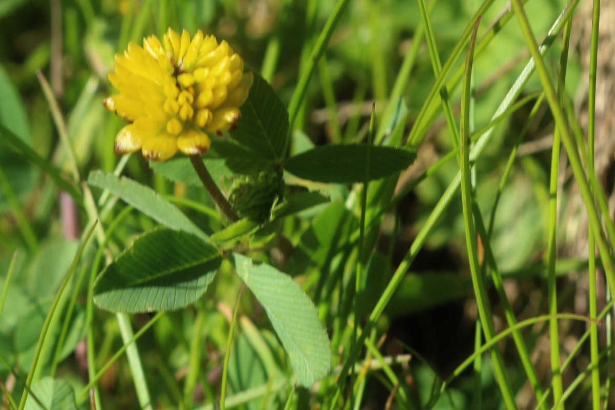 Trifolium badium_IMG_5758.JPG