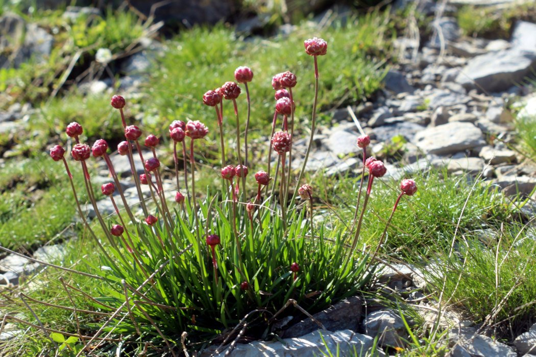 Armeria alpina_IMG_5695.JPG