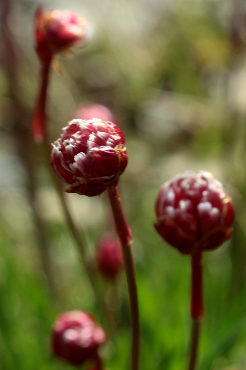 Armeria alpina_IMG_5697.JPG