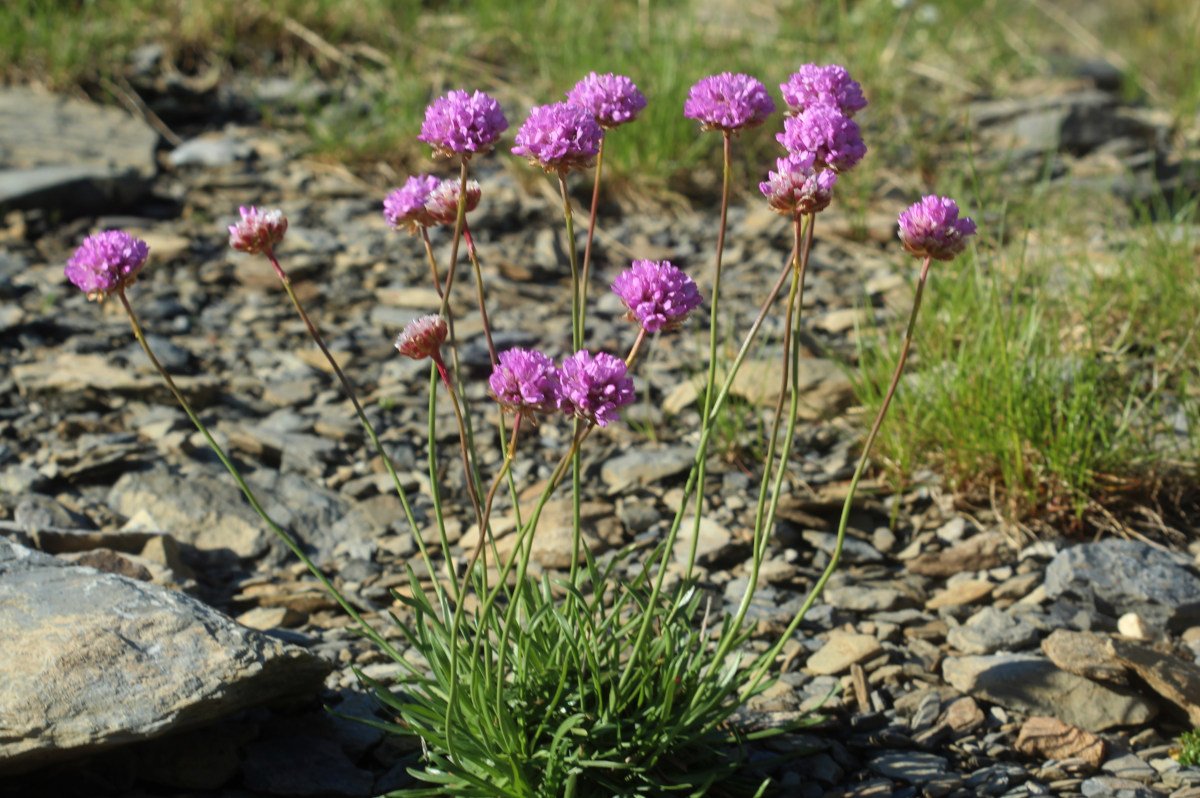 Armeria alpina_IMG_5726.JPG