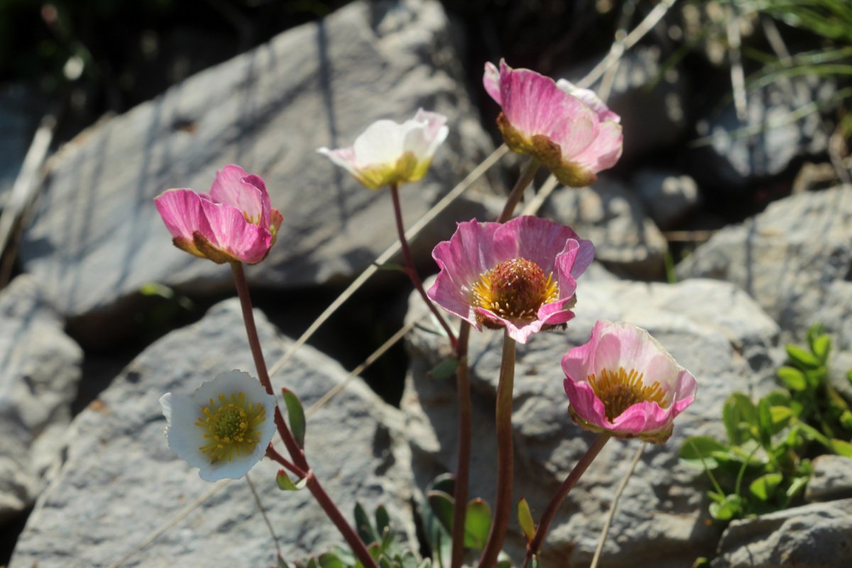 Ranunculus glacialis_IMG_5702.JPG