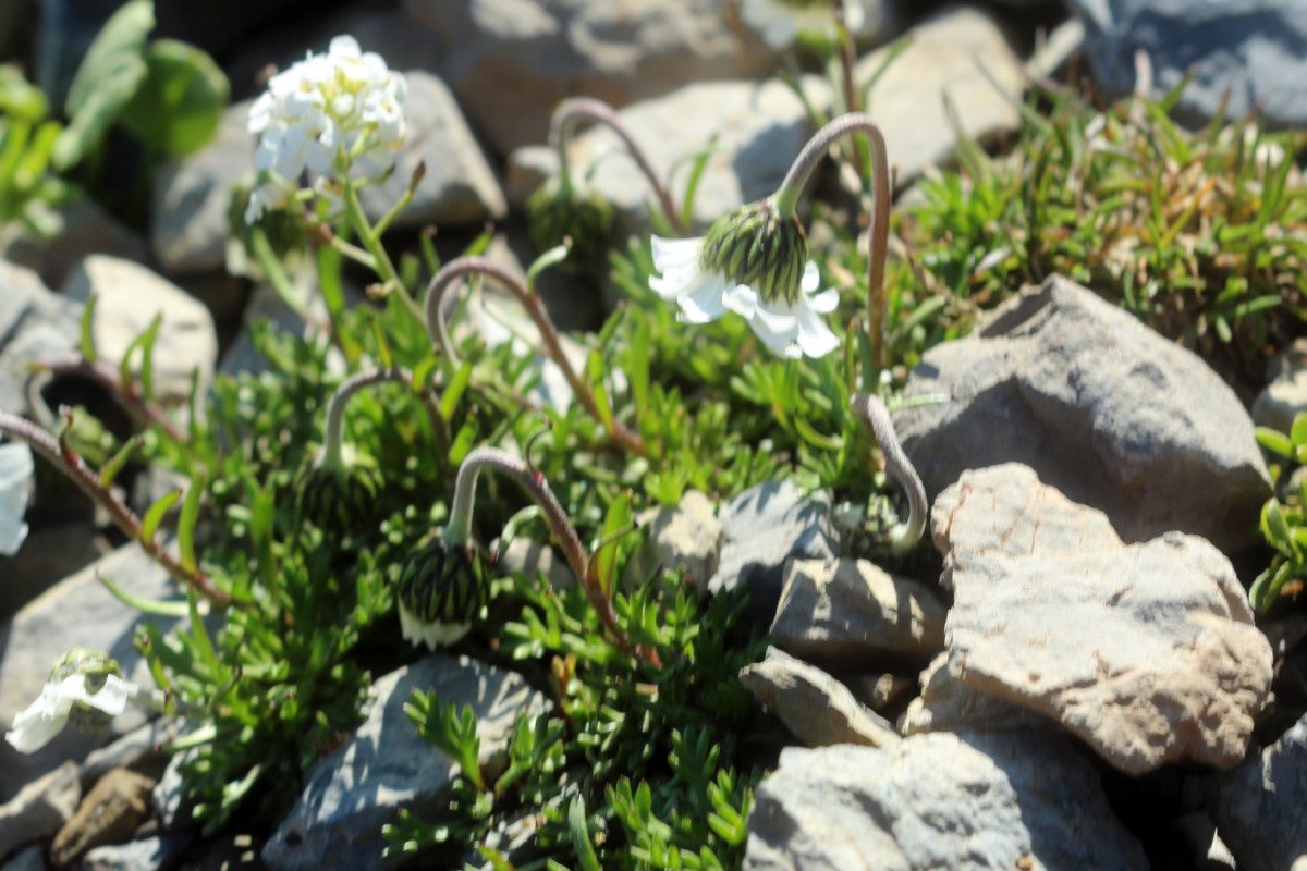 Leucanthemopsis alpina_IMG_5704.JPG