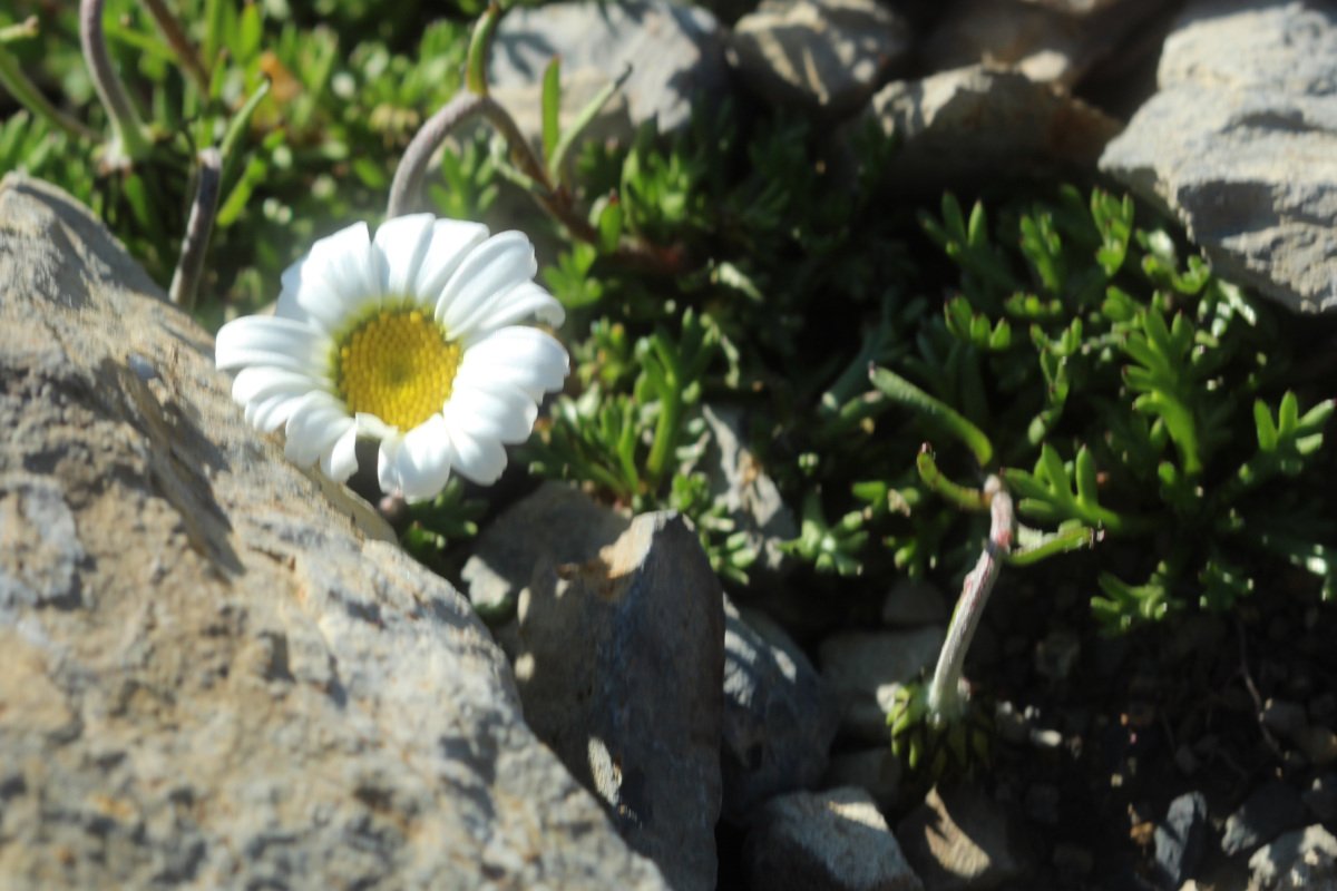 Leucanthemopsis alpina_IMG_5707.JPG