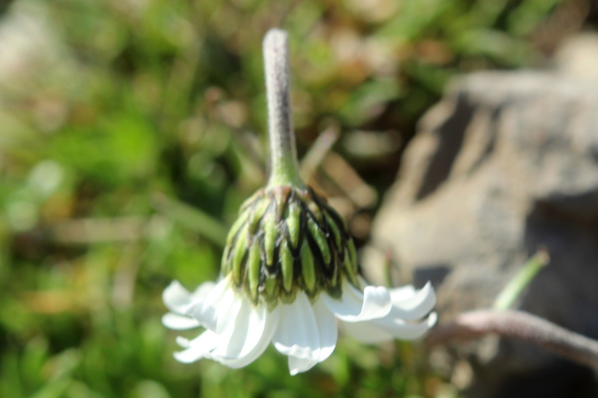 Leucanthemopsis alpina_IMG_5708.JPG