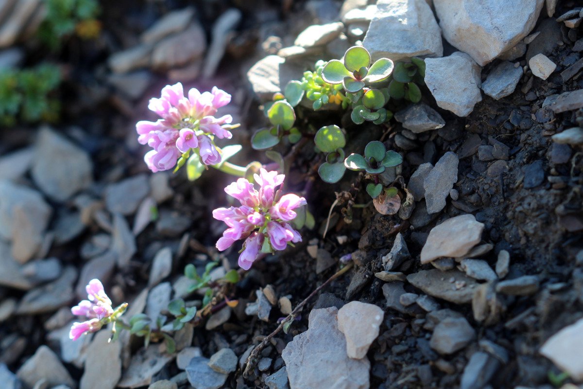 Noccaea rotundifolia_IMG_5709.JPG