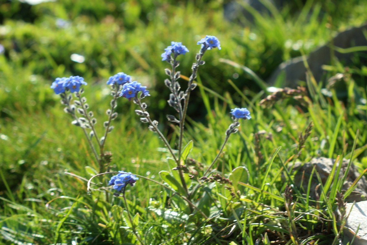 Myosotis alpestris_IMG_5733.JPG