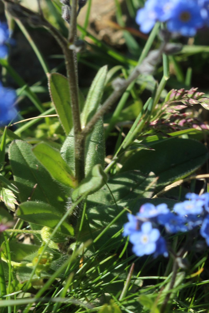 Myosotis alpestris_IMG_5735.JPG