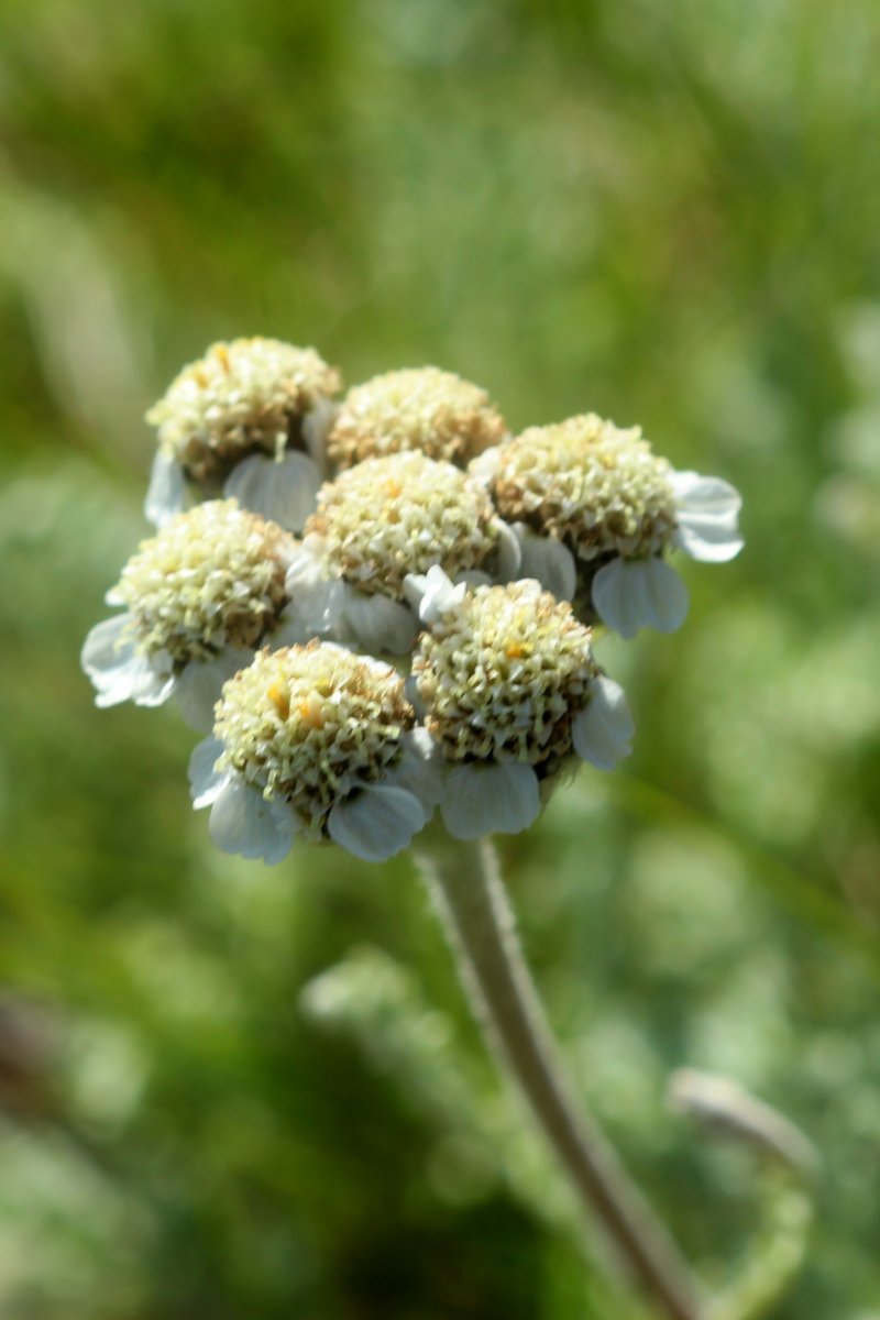 Achillea nana_IMG_5754.JPG